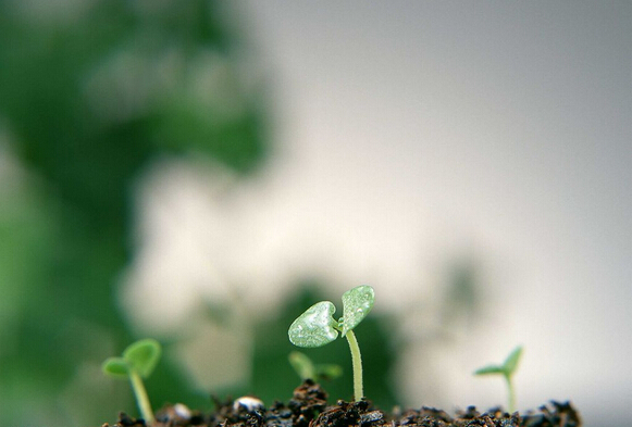 柯尼卡美能達的春天在哪？